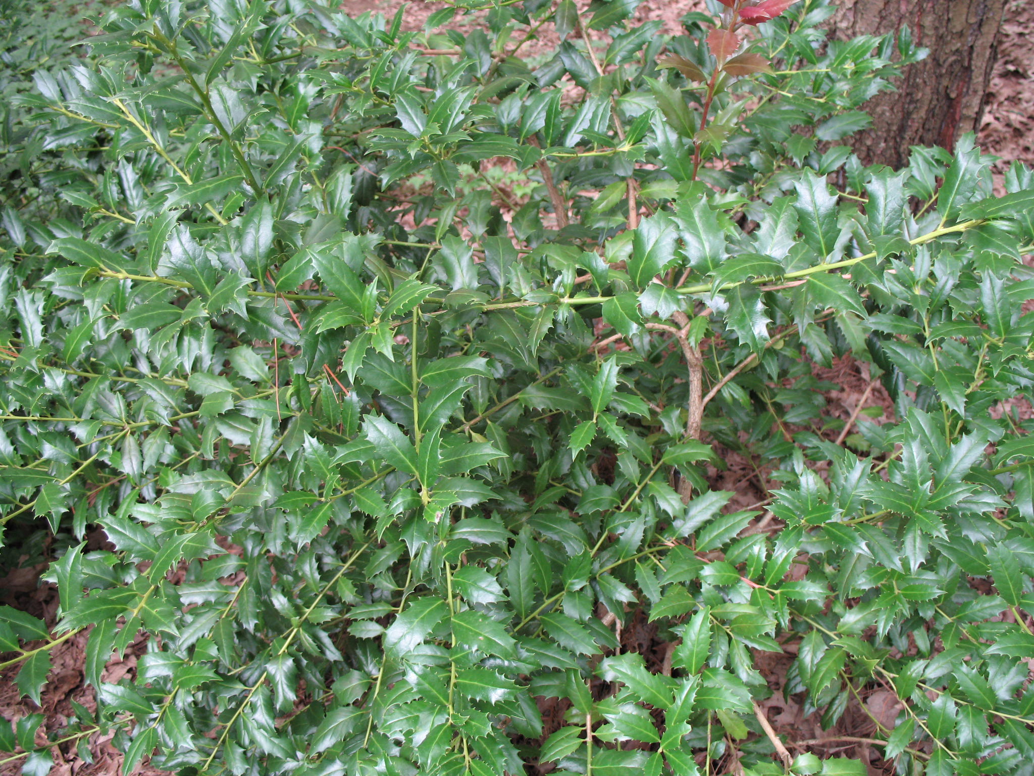Online Plant Guide Ilex 'Little Red' / Little Red Holly